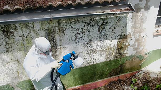 Trusted Black Mold Removal service in Anna Maria, FL - Cheap Mold Removal
